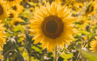 Leben bis zuletzt: Was es wirklich bedeutet und wie wir Sie begleiten können